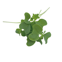 Load image into Gallery viewer, Kale (50g)