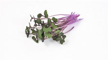 Load image into Gallery viewer, Kohlrabi (50g)