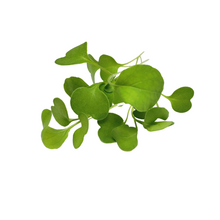Load image into Gallery viewer, Arugula (40g)