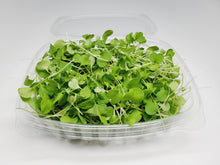 Load image into Gallery viewer, Arugula (40g)