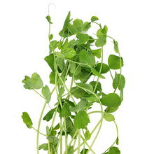 Load image into Gallery viewer, Pea Shoots (75g)