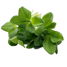 Load image into Gallery viewer, Fava Bean (75g)
