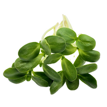 Load image into Gallery viewer, Sunflower (75g)